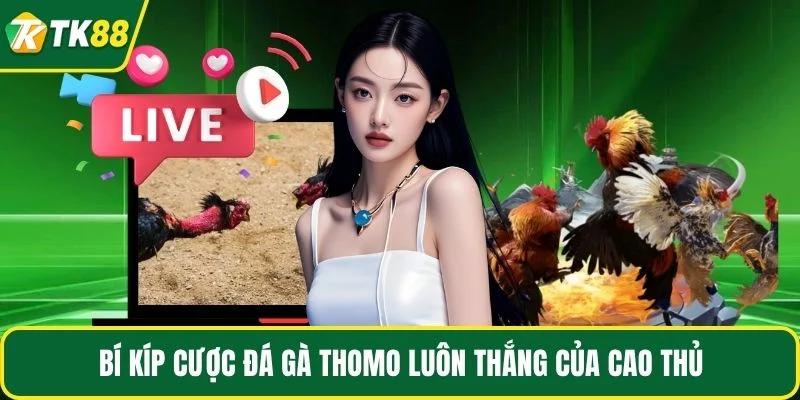 Bí kíp cược đá gà Thomo luôn thắng của cao thủ Bí kíp cược đá gà Thomo luôn thắng của cao thủ