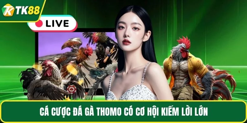 Cá cược đá gà Thomo có cơ hội kiếm lời lớn Cá cược đá gà Thomo có cơ hội kiếm lời lớn