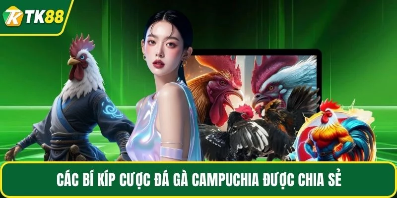Các bí kíp cược đá gà Campuchia được chia sẻ Các bí kíp cược đá gà Campuchia được chia sẻ