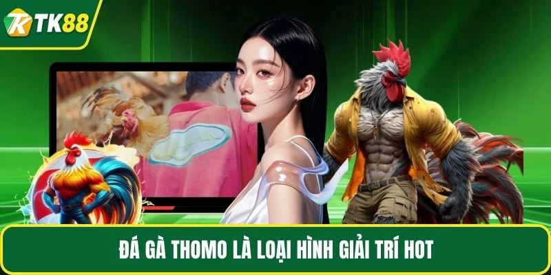 Đá gà Thomo là loại hình giải trí hot Đá gà Thomo là loại hình giải trí hot