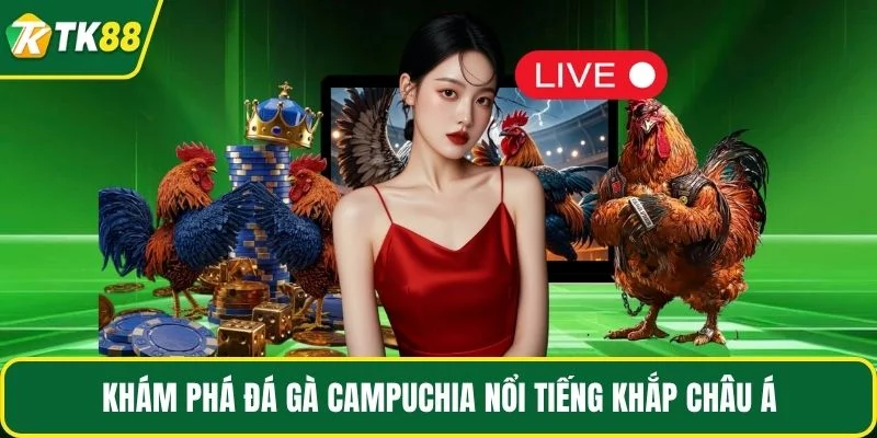Khám phá đá gà Campuchia nổi tiếng khắp châu Á Khám phá đá gà Campuchia nổi tiếng khắp châu Á