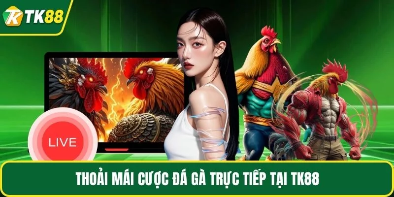 Thoải mái cược đá gà trực tiếp tại TK88 Thoải mái cược đá gà trực tiếp tại TK88